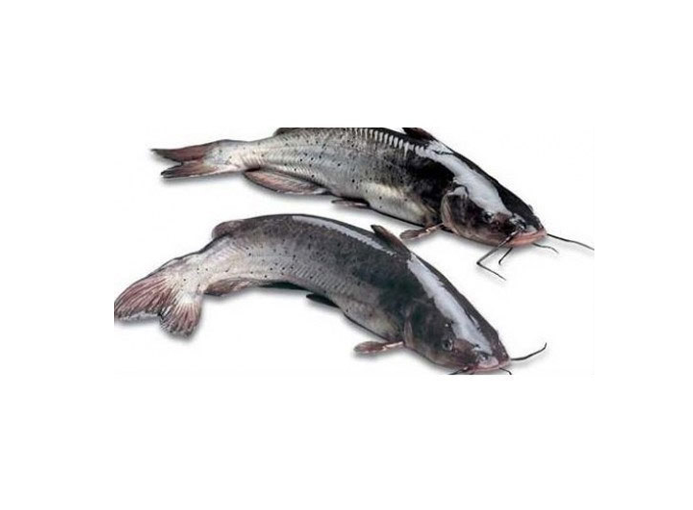 Tuna