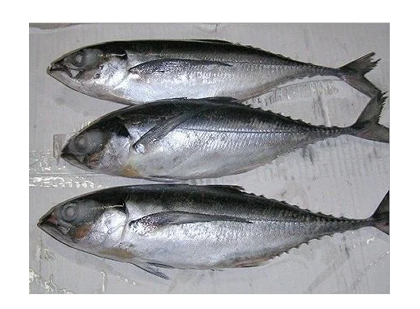 Horse Mackerel